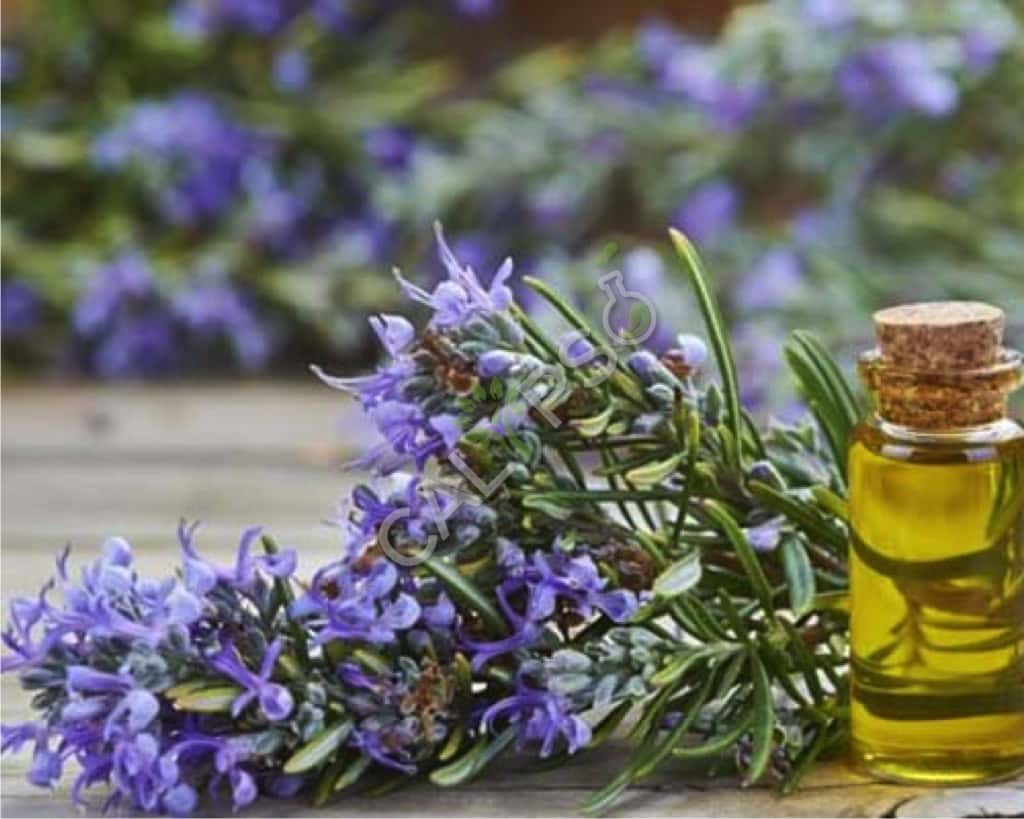 Rosemary Oil Near Me